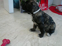 cane corso mastiff